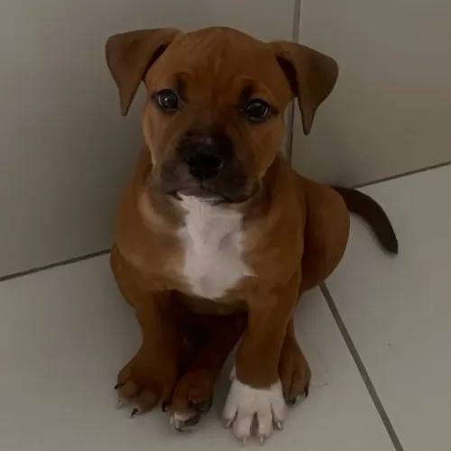 American Bully Pocket 