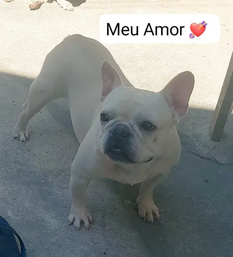 Troco 2 fêmea de Bulldogue Francês por uma Fêmea de Yorkshire ou fêmea de shitzu 