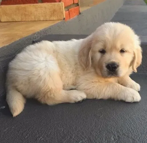Fofos Golden Retriever Vacinados 
