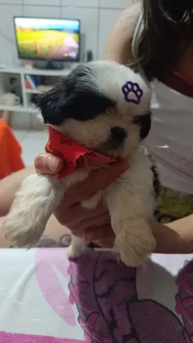 Filhote de Shih Tzu