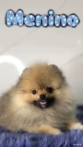 Machinho de lulu da Pomerânia- Spitz Alemão Anão 
