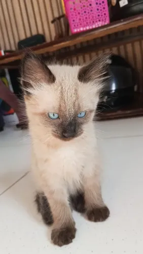 Gatinho para adoção