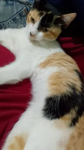 Gatinha para adoção