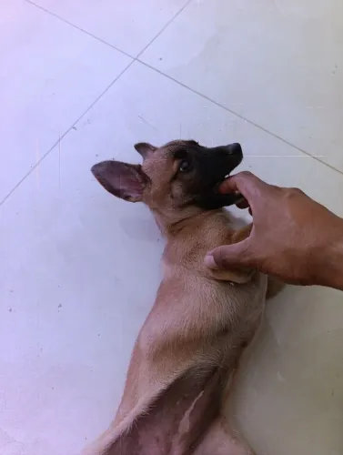 Filhote de Pastor Belga Malinois