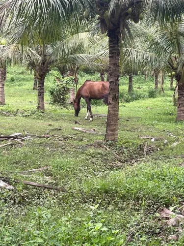 Cavalo