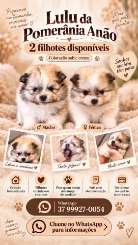 Lulu da Pomerania