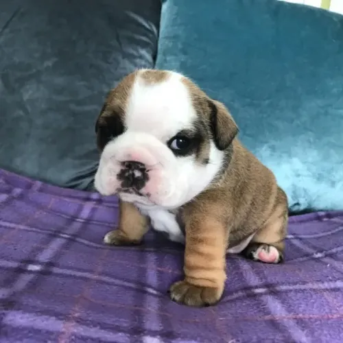 Bulldog Inglês,Bulldog Inglês Filhote Dócil e Amoroso com Acompanhamento Veterinário
