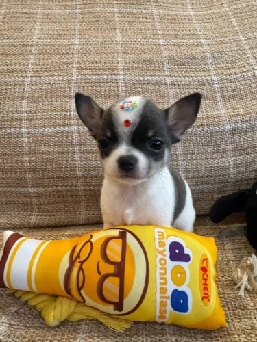 Chihuahua fêmea