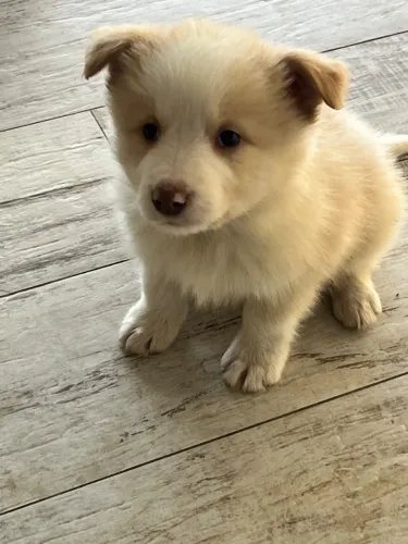 Filhotes de Border Collie