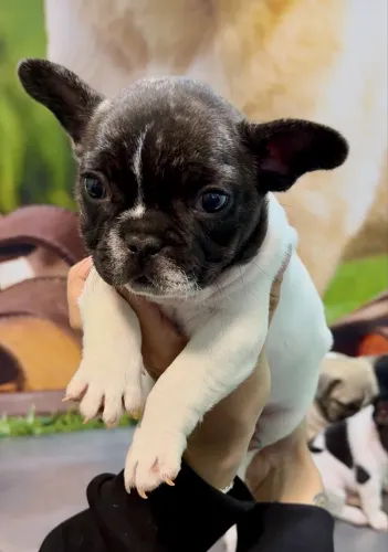 Buldogue francês filhotes 