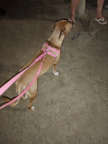 Estou doando essa cachorrinha