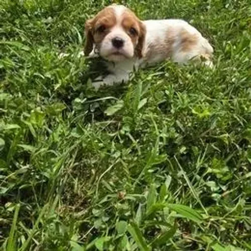 Cavalier King Charles Spaniel,Cavalier King Charles Spaniel Filhote Disponível Alta Qualid