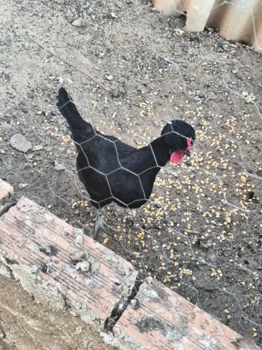 Franguinhos (a) Polonesa