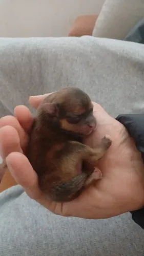 VENDO LINDO FILHOTE DE SPITZ ALEMÃO (LULU DA POMERÂNIA) - CHOCOTAN!!! 