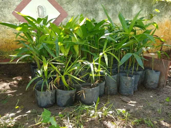 Mudas de Açaí no ATACADO