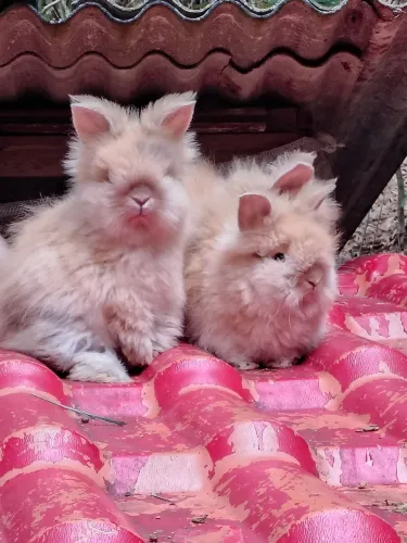 Coelho Mini Lion acompanha transporte 