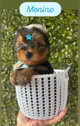 Yorkshire micro pra venda