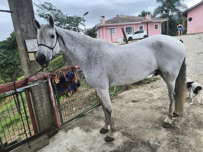 OCavalo Manga Larga Machador