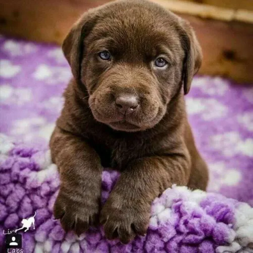 Filhote Labrador Chocolate gostoso como Garoto