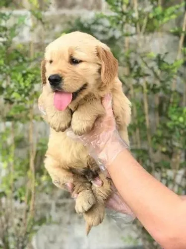 Golden retriever Macho cor Dourado com 59 dias vacinado e pedigree garantias em contrato
