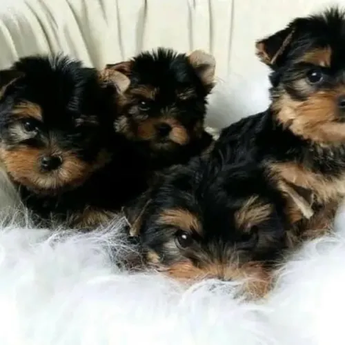 Filhotes de Yorkshire | Filhotes de raça com pedigree e muito amor!
