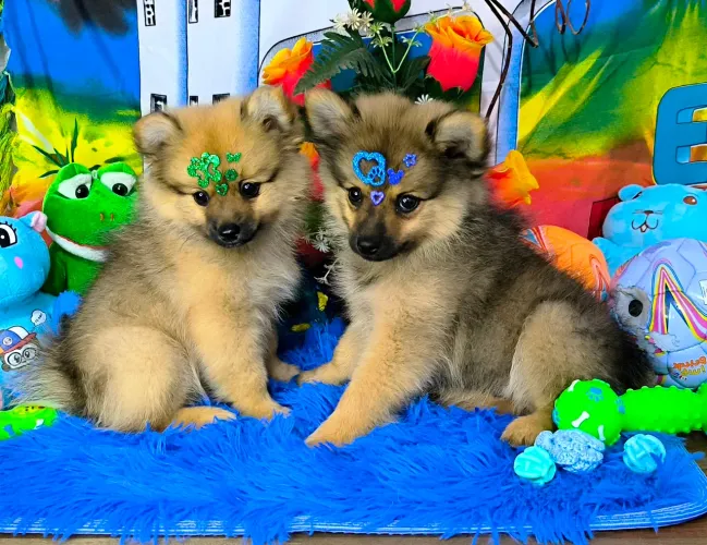 Filhotes de Spitz alemão 