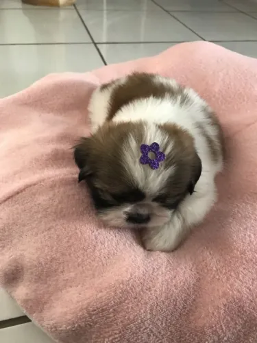 Shih tzu com garantias exclusivas