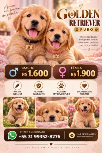 Golden retriver