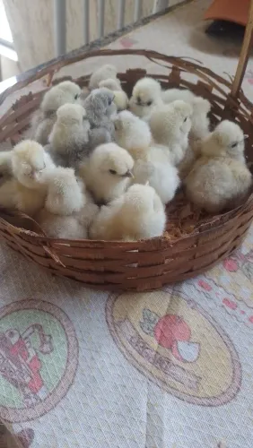 Pintinho Sedosas do Japão 