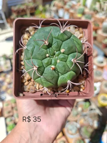Cacto gymnocalycium pflanzii 