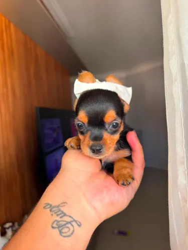Pinscher fêmea zero