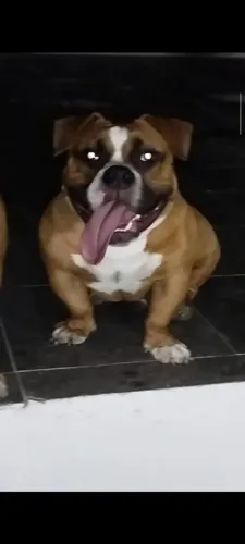 American bully micro cobertura