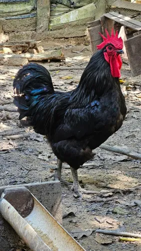 Galo Gigante negro