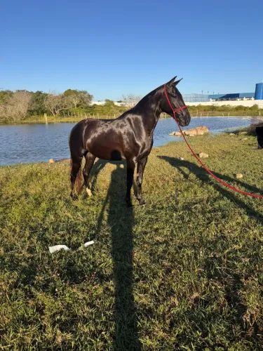 Cavalo 