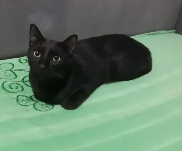 Doar gato preto castrado + acessórios e ajuda de custo