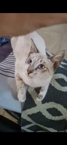 Gato Siamês