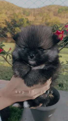 Vendo filhotes de spitz alemão 
