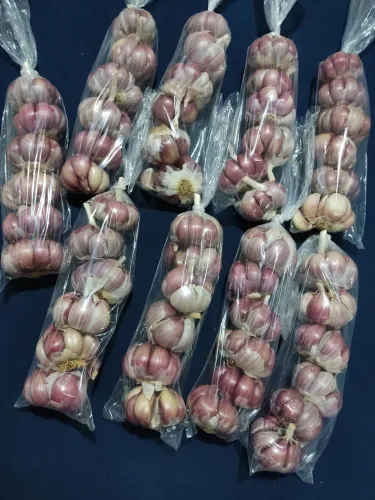 Alho Rocho pacote com 6 cabeças 