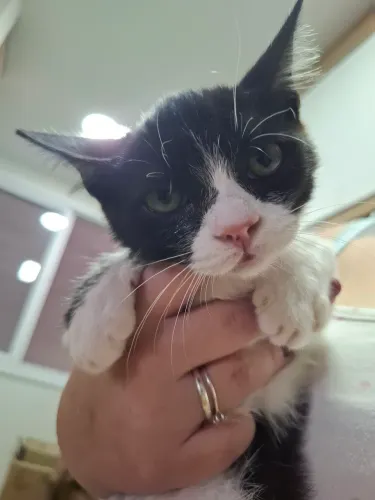 Gata para adoção, com 3 meses.