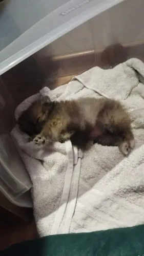 Lulu da Pomerânia Laranja