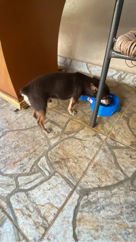 Pinscher