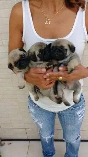 Pug machinho clarinho Macho pedigree opc