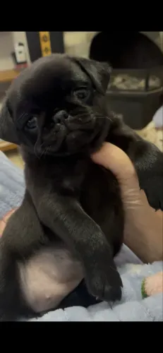 Pug preta 