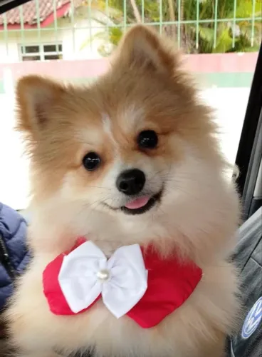 Cachorro Spitz