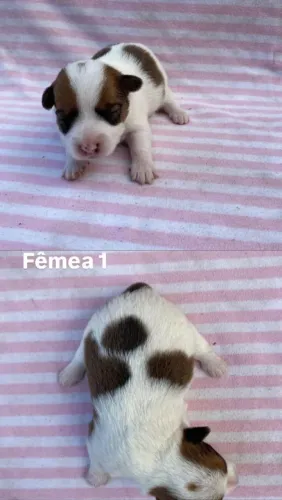 Filhotes Jack Russel Terrier