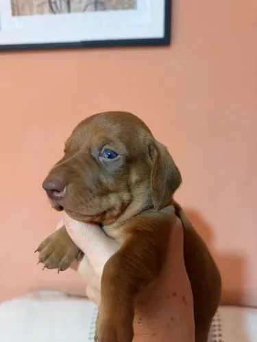 Salsichinhas fofinhos 1 fêmea 1 macho disponível