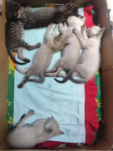Gatos para adoção 