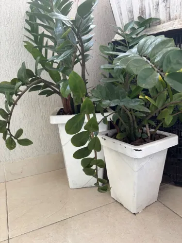 Lindas zamioculcas já no vaso para decorar sua casa