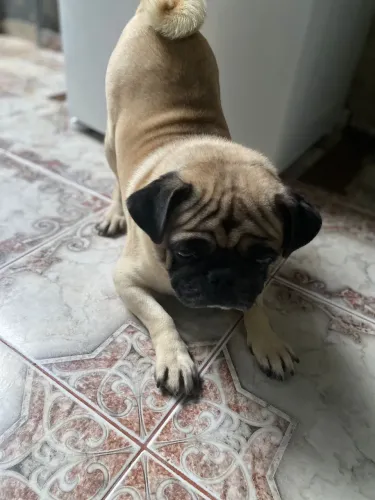 Cachorro pug