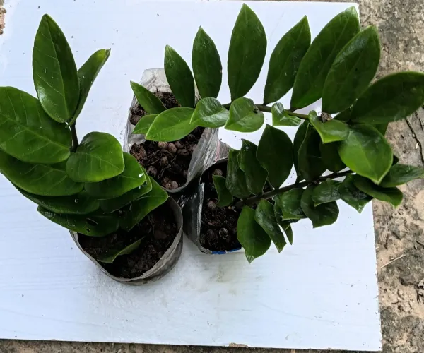 Plantas ornamentais